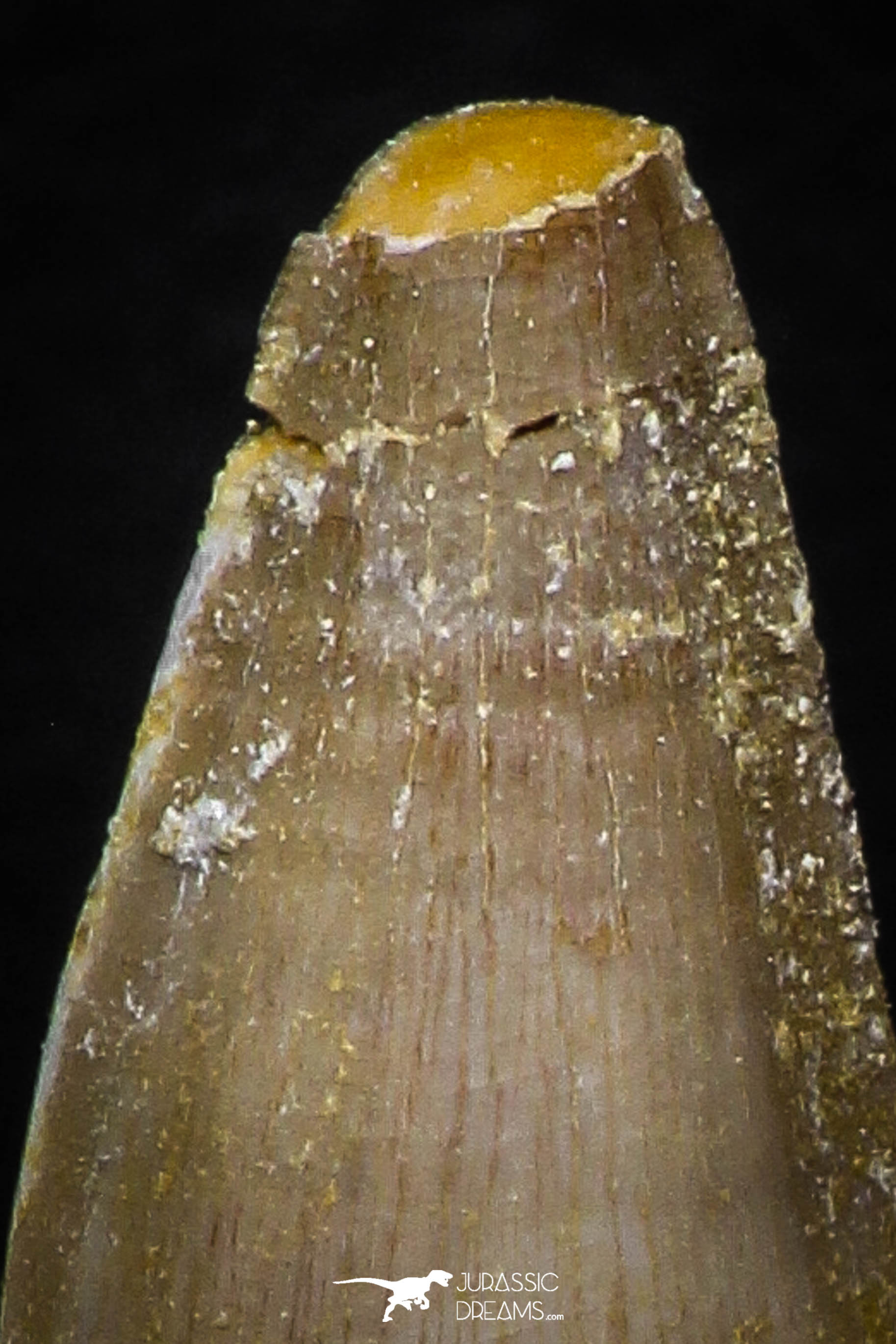 Protacrodus Tooth Beautiful Collection of 4 Mosasaur (Prognathodon anceps) Teeth ...