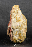07191 - Top Rare 4.44 Inch Spinosaurid Dinosaur Partial Vertebra Bone Cretaceous KemKem Beds