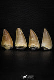 05744 - Beautiful Collection of 4 Mosasaur (Prognathodon anceps) Teeth Cretaceous