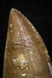 05744 - Beautiful Collection of 4 Mosasaur (Prognathodon anceps) Teeth Cretaceous