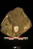 30328 - Top Rare 0.50 Inch Aulacopleura konincki Silurian Trilobite - Czech Republic