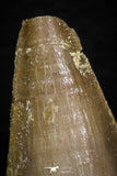 05744 - Beautiful Collection of 4 Mosasaur (Prognathodon anceps) Teeth Cretaceous