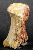 07191 - Top Rare 4.44 Inch Spinosaurid Dinosaur Partial Vertebra Bone Cretaceous KemKem Beds