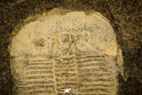 30328 - Top Rare 0.50 Inch Aulacopleura konincki Silurian Trilobite - Czech Republic