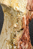 07191 - Top Rare 4.44 Inch Spinosaurid Dinosaur Partial Vertebra Bone Cretaceous KemKem Beds