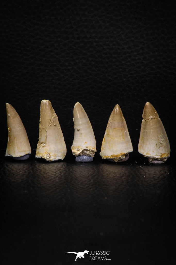 05745 - Beautiful Collection of  5 Eremiasaurus heterodontus Teeth Late Cretaceous