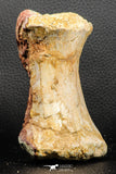 07191 - Top Rare 4.44 Inch Spinosaurid Dinosaur Partial Vertebra Bone Cretaceous KemKem Beds