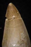 05745 - Beautiful Collection of  5 Eremiasaurus heterodontus Teeth Late Cretaceous