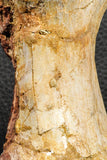 07191 - Top Rare 4.44 Inch Spinosaurid Dinosaur Partial Vertebra Bone Cretaceous KemKem Beds