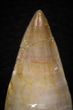 05745 - Beautiful Collection of  5 Eremiasaurus heterodontus Teeth Late Cretaceous