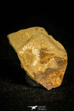 30329 - Rare 0.33 Inch Maotunia sp Middle Cambrian Trilobite - China