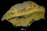 21160 - Premium Grade Soft Bodied Xiphosurid (Horseshoe Crab Ancestor) Lower Ordovician