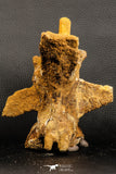 07192 - Top Rare 6 Inch Spinosaurus Dinosaur Partial Caudal (Tail) Vertebra Bone Cretaceous KemKem Beds
