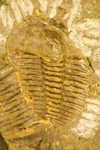 30329 - Rare 0.33 Inch Maotunia sp Middle Cambrian Trilobite - China