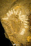 30329 - Rare 0.33 Inch Maotunia sp Middle Cambrian Trilobite - China