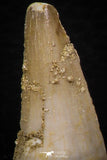 05745 - Beautiful Collection of  5 Eremiasaurus heterodontus Teeth Late Cretaceous