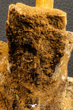 07192 - Top Rare 6 Inch Spinosaurus Dinosaur Partial Caudal (Tail) Vertebra Bone Cretaceous KemKem Beds