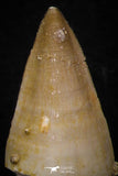 05745 - Beautiful Collection of  5 Eremiasaurus heterodontus Teeth Late Cretaceous