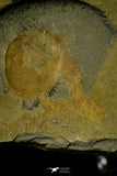 21160 - Premium Grade Soft Bodied Xiphosurid (Horseshoe Crab Ancestor) Lower Ordovician