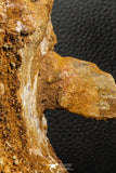 07192 - Top Rare 6 Inch Spinosaurus Dinosaur Partial Caudal (Tail) Vertebra Bone Cretaceous KemKem Beds