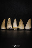 05745 - Beautiful Collection of  5 Eremiasaurus heterodontus Teeth Late Cretaceous