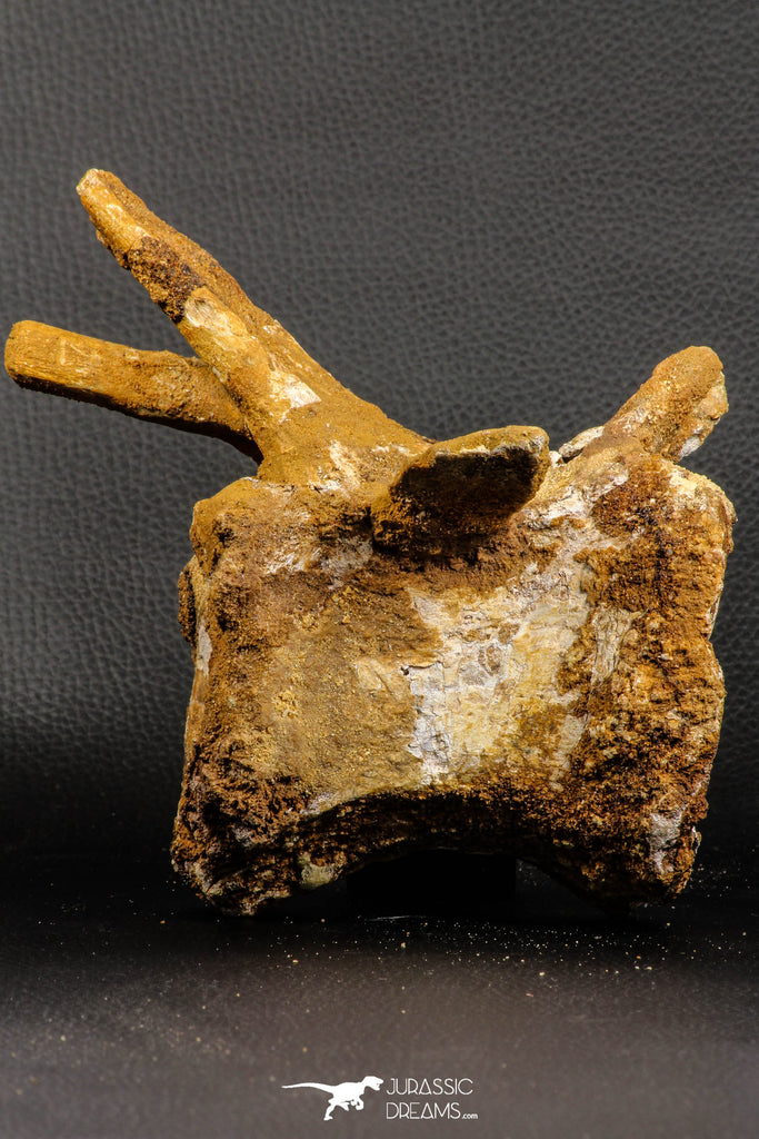 07192 - Top Rare 6 Inch Spinosaurus Dinosaur Partial Caudal (Tail) Vertebra Bone Cretaceous KemKem Beds