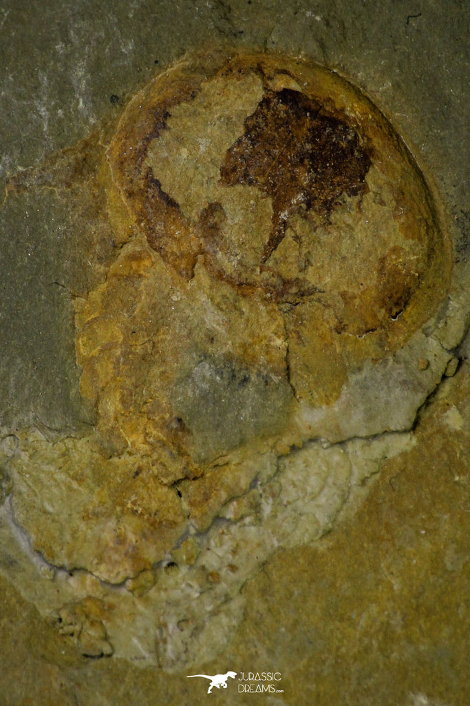 21160 - Premium Grade Soft Bodied Xiphosurid (Horseshoe Crab Ancestor) Lower Ordovician