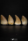 05746 - Great Collection of 3 Prognathodon anceps teeth + 1 Halisaurus walkeri tooth Cretaceous