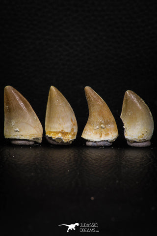 05746 - Great Collection of 3 Prognathodon anceps teeth + 1 Halisaurus walkeri tooth Cretaceous