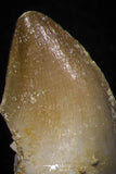 05746 - Great Collection of 3 Prognathodon anceps teeth + 1 Halisaurus walkeri tooth Cretaceous