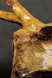07192 - Top Rare 6 Inch Spinosaurus Dinosaur Partial Caudal (Tail) Vertebra Bone Cretaceous KemKem Beds