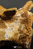 07192 - Top Rare 6 Inch Spinosaurus Dinosaur Partial Caudal (Tail) Vertebra Bone Cretaceous KemKem Beds