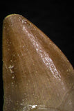 05746 - Great Collection of 3 Prognathodon anceps teeth + 1 Halisaurus walkeri tooth Cretaceous