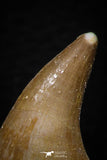 05746 - Great Collection of 3 Prognathodon anceps teeth + 1 Halisaurus walkeri tooth Cretaceous