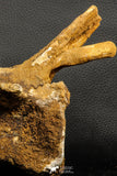 07192 - Top Rare 6 Inch Spinosaurus Dinosaur Partial Caudal (Tail) Vertebra Bone Cretaceous KemKem Beds