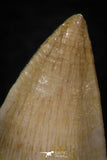 05746 - Great Collection of 3 Prognathodon anceps teeth + 1 Halisaurus walkeri tooth Cretaceous