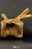 07192 - Top Rare 6 Inch Spinosaurus Dinosaur Partial Caudal (Tail) Vertebra Bone Cretaceous KemKem Beds