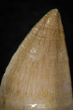 05746 - Great Collection of 3 Prognathodon anceps teeth + 1 Halisaurus walkeri tooth Cretaceous