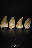 05746 - Great Collection of 3 Prognathodon anceps teeth + 1 Halisaurus walkeri tooth Cretaceous