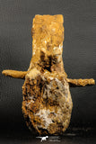 07192 - Top Rare 6 Inch Spinosaurus Dinosaur Partial Caudal (Tail) Vertebra Bone Cretaceous KemKem Beds