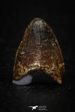 05621 - Top Beautiful 0.60 Inch Hamadasuchus rebouli Crocodile Tooth Cretaceous KemKem Beds