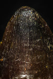 05621 - Top Beautiful 0.60 Inch Hamadasuchus rebouli Crocodile Tooth Cretaceous KemKem Beds