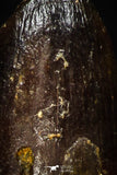 05621 - Top Beautiful 0.60 Inch Hamadasuchus rebouli Crocodile Tooth Cretaceous KemKem Beds