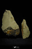 21161 - Premium Grade Soft Bodied Xiphosurid (Horseshoe Crab Ancestor) Lower Ordovician