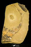 30331 - Top Beautiful 0.59 Inch Changqingia sp Cambrian Trilobite - China
