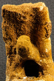 07192 - Top Rare 6 Inch Spinosaurus Dinosaur Partial Caudal (Tail) Vertebra Bone Cretaceous KemKem Beds