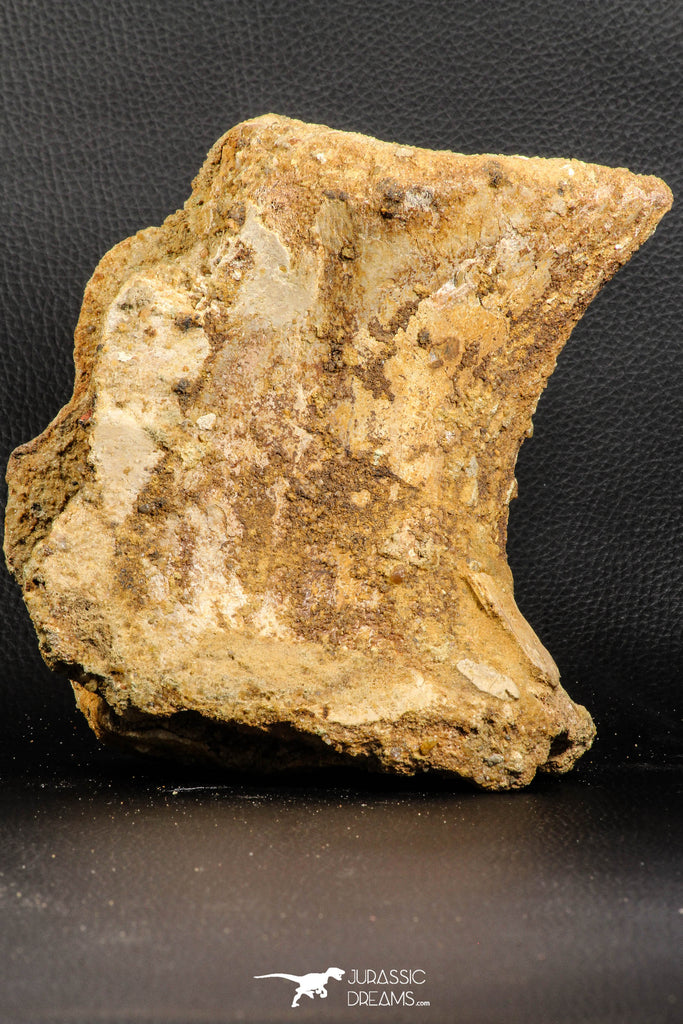 07193 - Top Rare 6.03 Inch Spinosaurid Dinosaur Partial Vertebra Bone Cretaceous KemKem Beds