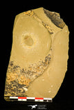 30331 - Top Beautiful 0.59 Inch Changqingia sp Cambrian Trilobite - China