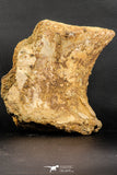 07193 - Top Rare 6.03 Inch Spinosaurid Dinosaur Partial Vertebra Bone Cretaceous KemKem Beds