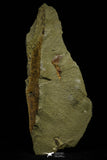 21161 - Premium Grade Soft Bodied Xiphosurid (Horseshoe Crab Ancestor) Lower Ordovician
